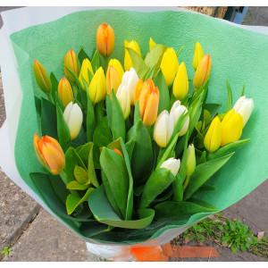 Two Colour Tulips
