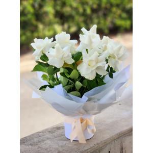 White Roses In Box