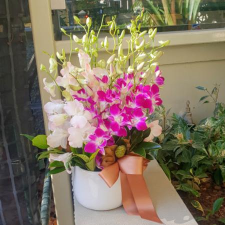 Norma's Orchids