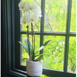 Marble Pot Orchid