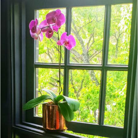 Bronze Pot Orchid
